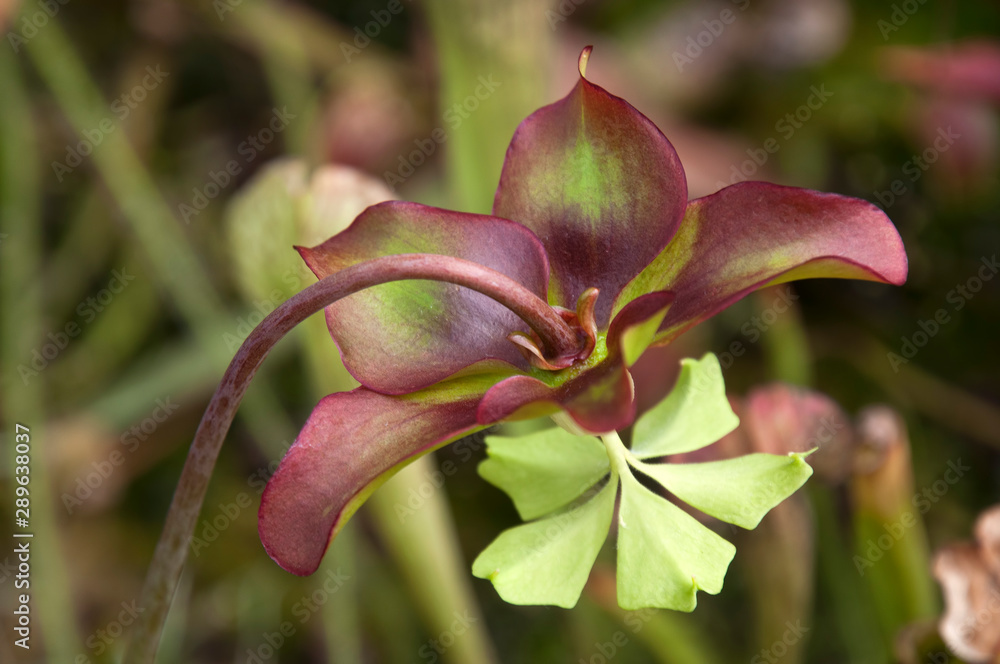 Sydney Australia, Sarracenia or pitcher plant flower Sydney Australia, Sarracenia or pitcher plant flower