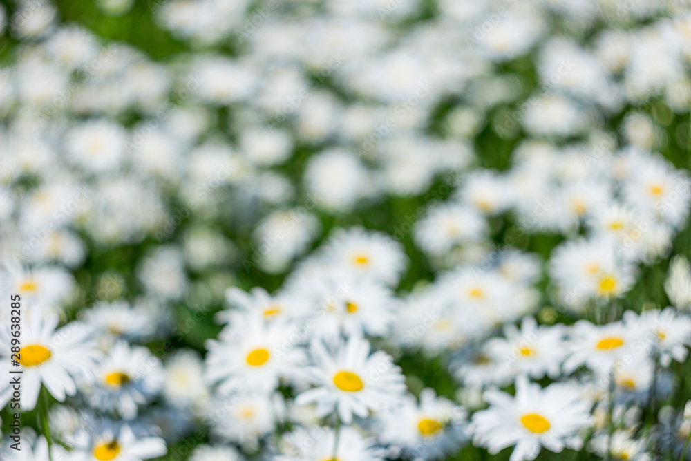 Fototapeta premium Chamomile flower field. Camomile in the nature. Field of camomiles at sunny day at nature. Camomile daisy flowers in spring day. Chamomile flowers field wide background in sun light