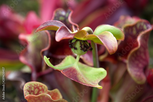 Sydney Australia, Sarracenia or pitcher plant flower