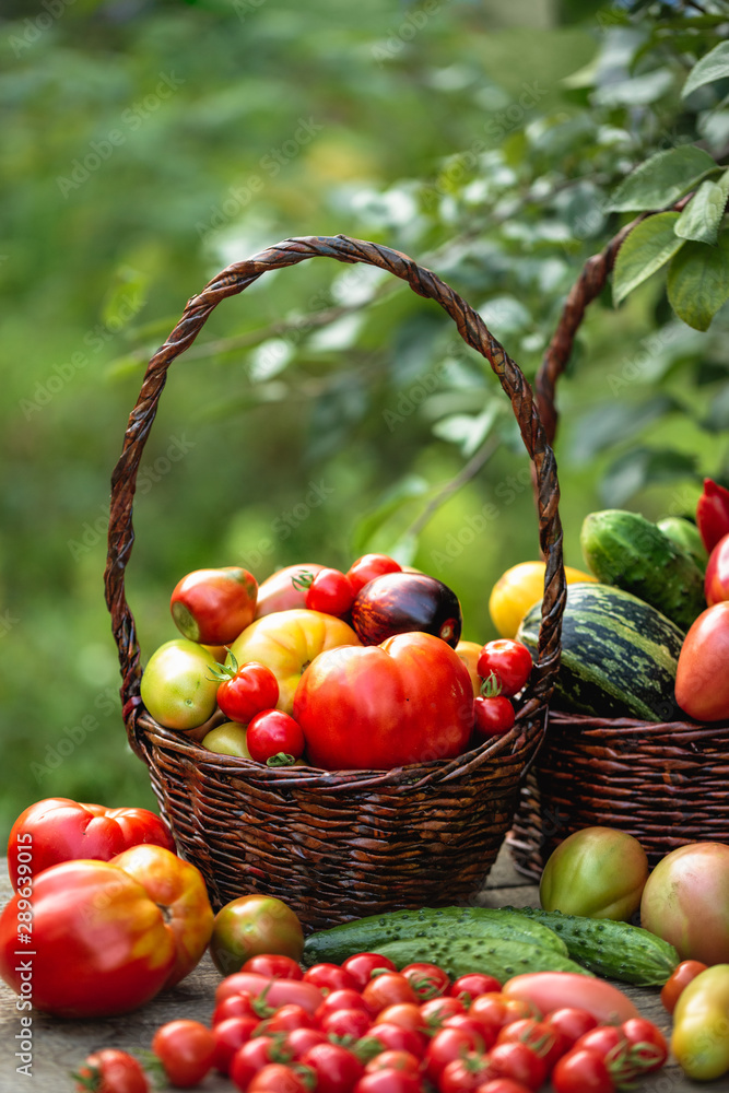 Fresh crop of vegetables in baskets on a table in the garden Fresh crop of vegetables in baskets on a table in the garden