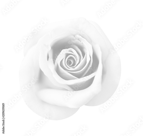 White gray rose isolated on white background, soft focus and clipping path.