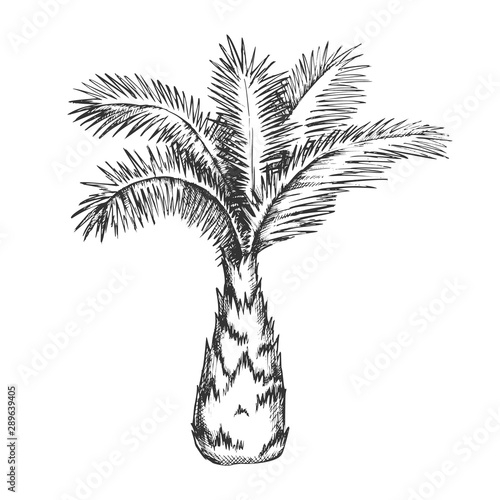 Palm Tree Sabal Minor Miami Palmetto Ink Vector. Tropical Climate Small Species Of Palm. Wild Nature Botany Plant Concept Template Hand Drawn In Vintage Style Black And White Illustration