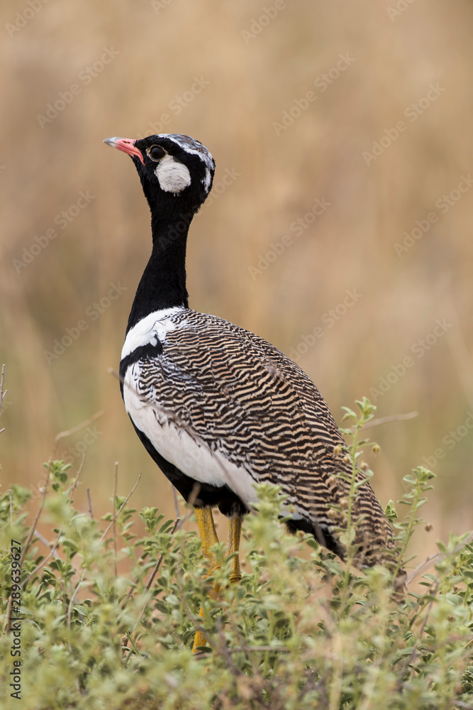Outarde à miroir blanc,.Afrotis afraoides, Northern Black Korhaan, Afrique du Sud Outarde à miroir blanc,.Afrotis afraoides, Northern Black Korhaan, Afrique du Sud