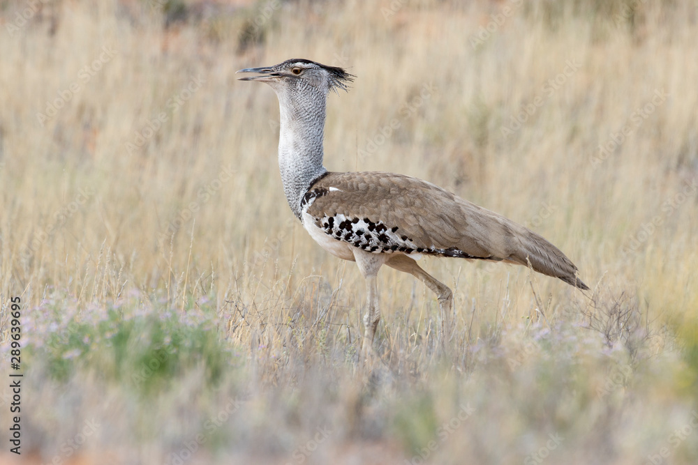 Outarde kori, parades, Ardeotis kori, Kori Bustard, Afrique du Sud Outarde kori, parades, Ardeotis kori, Kori Bustard, Afrique du Sud