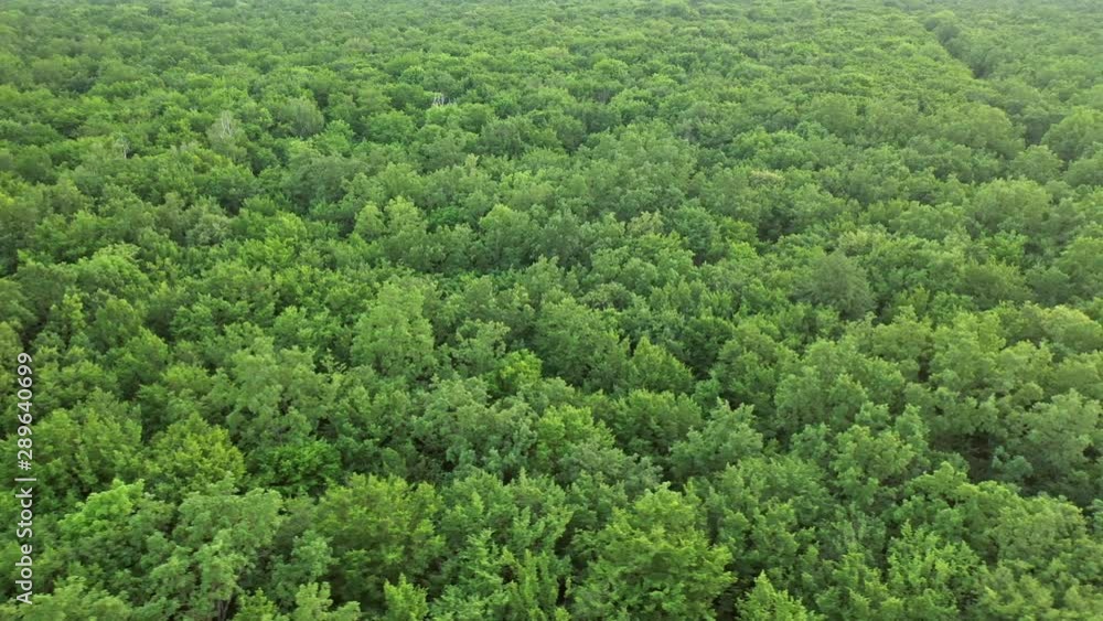 Tree forest from above. Wild forest landscape view from drone Tree forest from above. Wild forest landscape view from drone