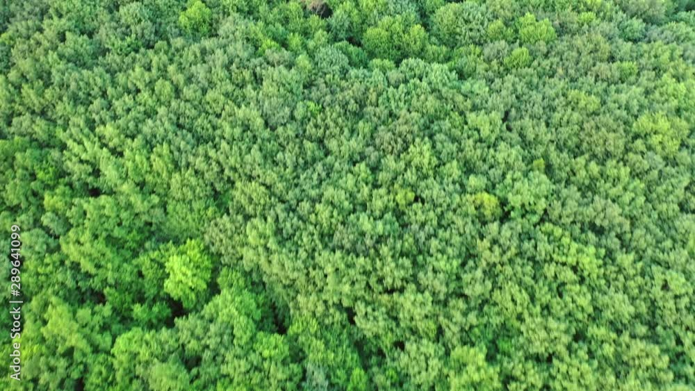 Green park view from above. Background wood wallpaper green forest top view Green park view from above. Background wood wallpaper green forest top view