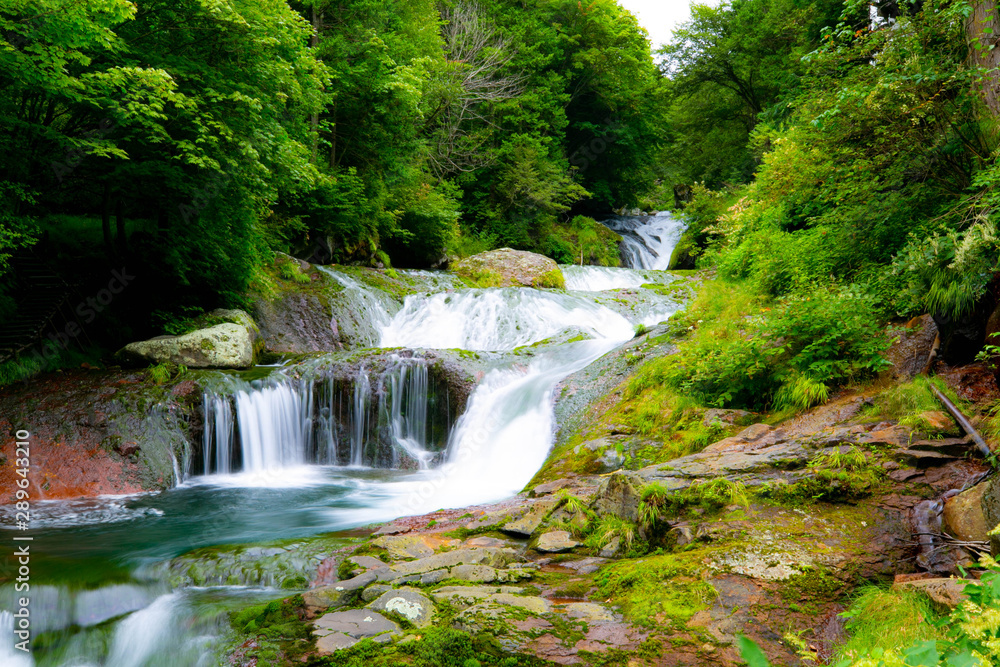 Obraz premium Oshidori Taki