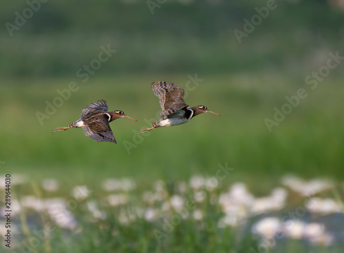 Painted-snipe flying over flowers