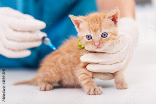 Cute kitten getting a vaccine at the veterinary