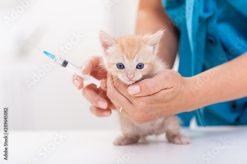 Small kitten at the veterinary clinic about to get a vaccine