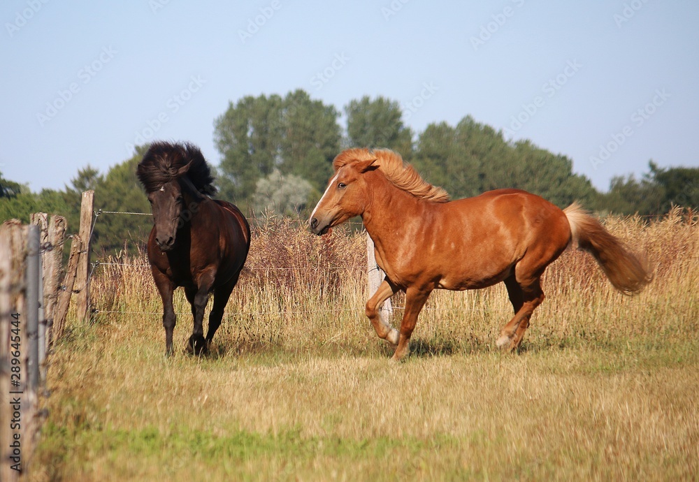 Obraz premium two different brown icelandic horses are running together on the paddock
