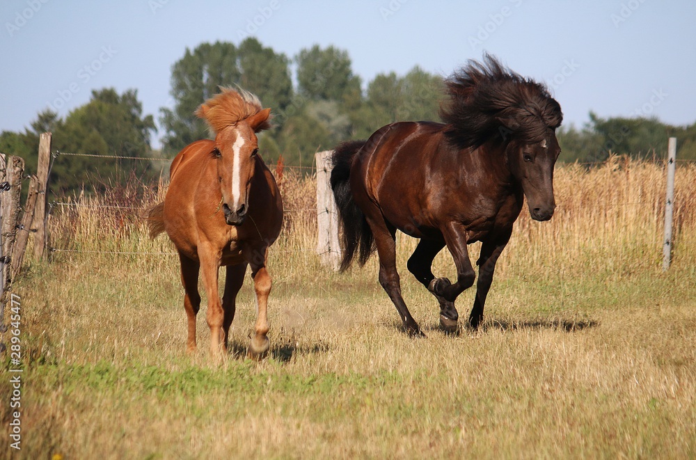 Obraz premium two different brown icelandic horses are running together on the paddock