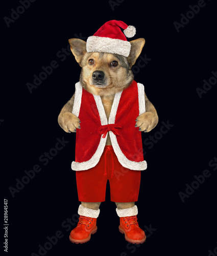 The dog is dressed in Santa Claus clothes. Black background. Isolated. © iridi66