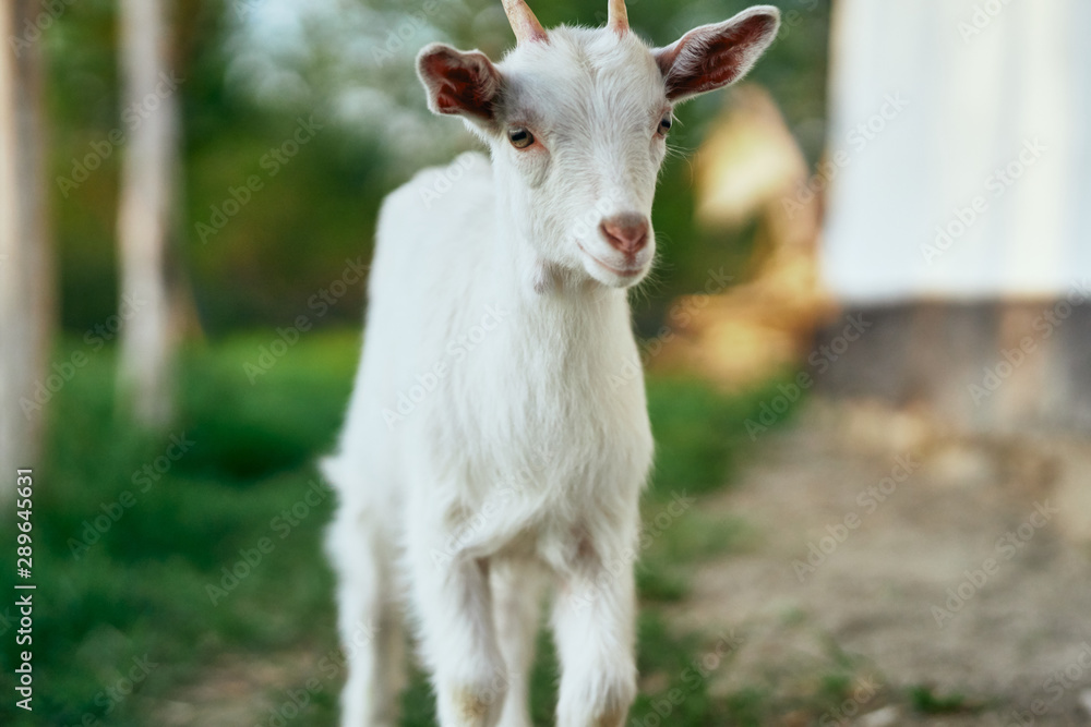 goat on the farm