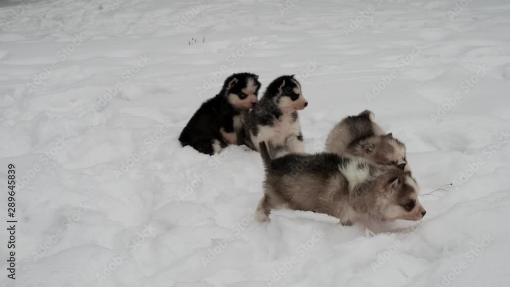 Four purebred husky puppies in winter in the snow Four purebred husky puppies in winter in the snow