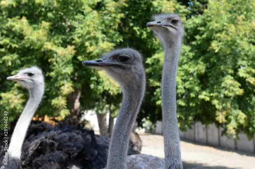  African ostriches on an ostrich farm