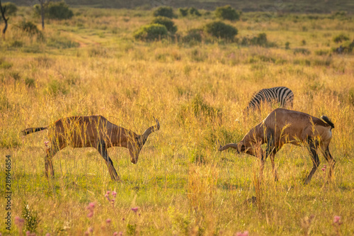 Two Red Hartebeest ( Alcelaphus Buselaphus Caama) locking horns and fighting on a open plain under a sunset sky, Welgevonden Game Reserve, South Africa.