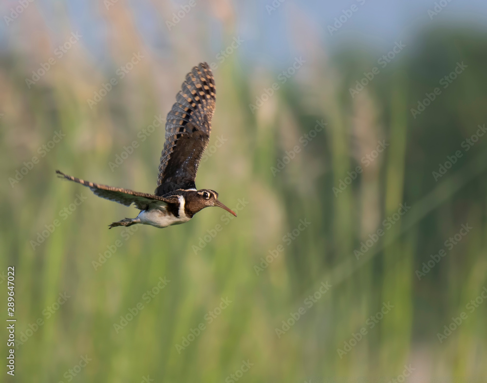 Fototapeta premium Painted-snipe flying
