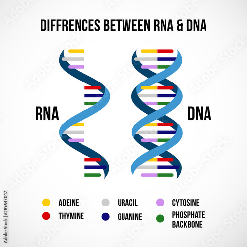 Differences between dna and rna vector scientific icon spiral of DNA and RNA