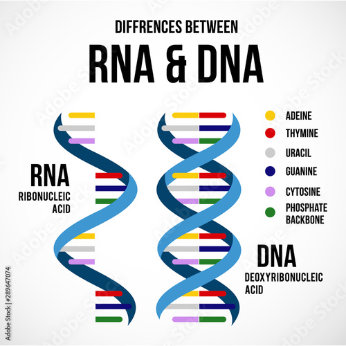 Differences between dna and rna vector scientific icon spiral of DNA and RNA photo