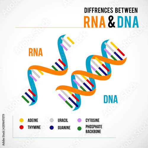 Differences between dna and rna vector scientific icon spiral of DNA and RNA photo