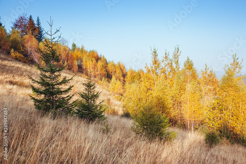 Stunning image of the bright trees in sunny beams.