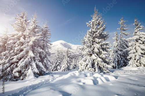 Magical image of spruces glowing by sunlight. Carpathian national park, Ukraine, Europe.