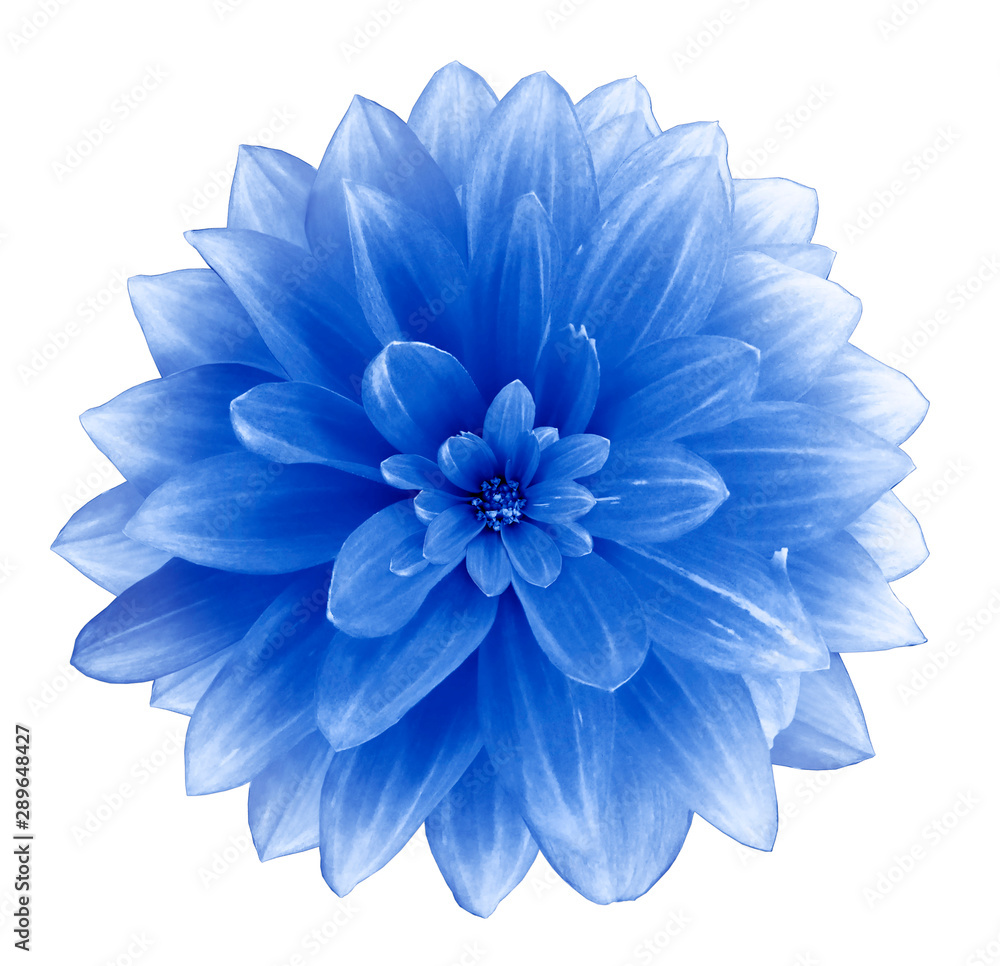 Blue Dahlia flower on a white  background.  Isolated  with clipping path. Closeup. with no shadows.  Nature.