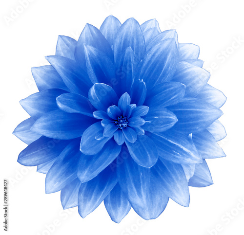 Blue Dahlia flower on a white  background.  Isolated  with clipping path. Closeup. with no shadows.  Nature. © nadezhda F