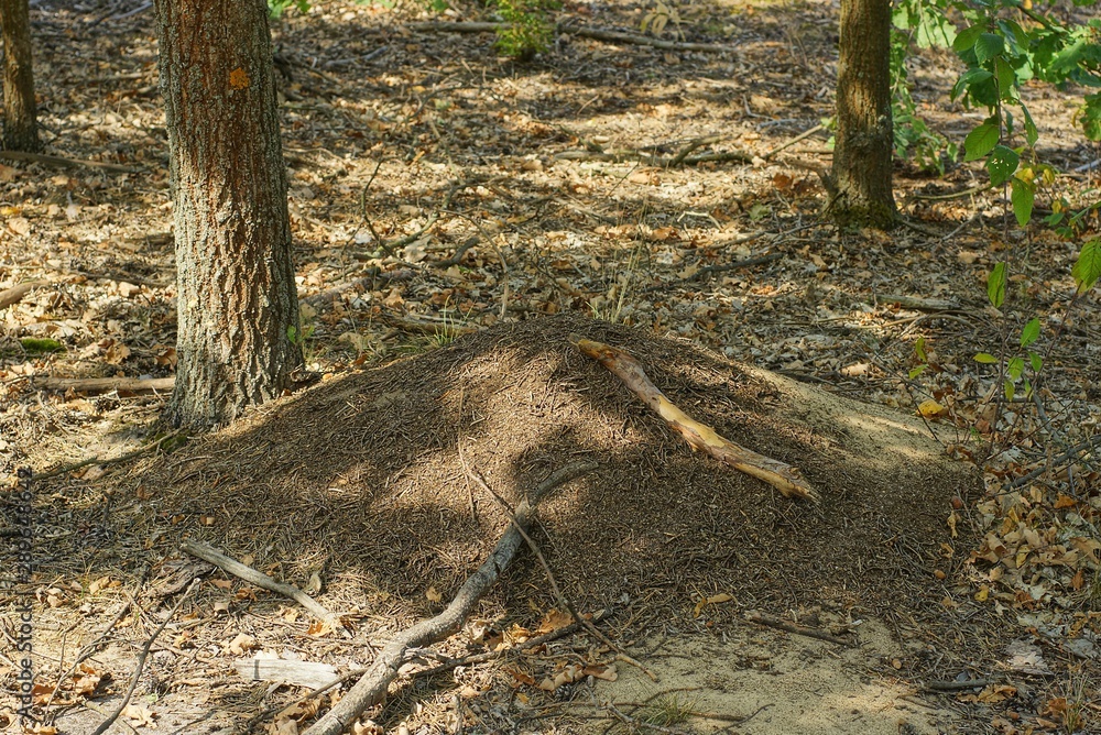 one big gray anthill on the ground in a summer forest one big gray anthill on the ground in a summer forest