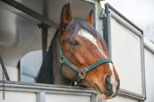 Trailer saftey, a horse looks out over the trailer door. 