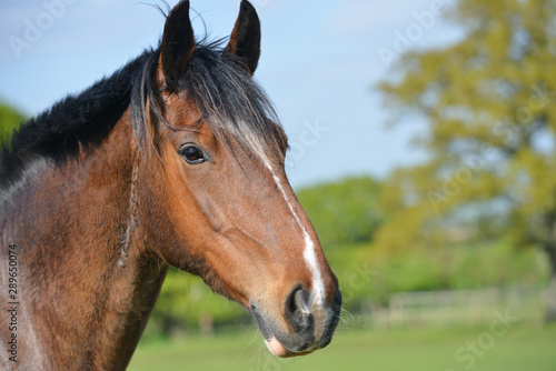 Portrait of a horse on a summers day looking pretty. 