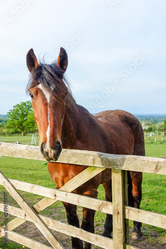A portrait of a horse looking inquisitively over a wooden fence.