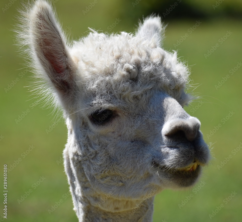 Fototapeta premium portrait of a Alpaca