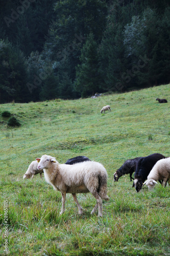 Sheeps grazing in Soca river valley  Slovenia