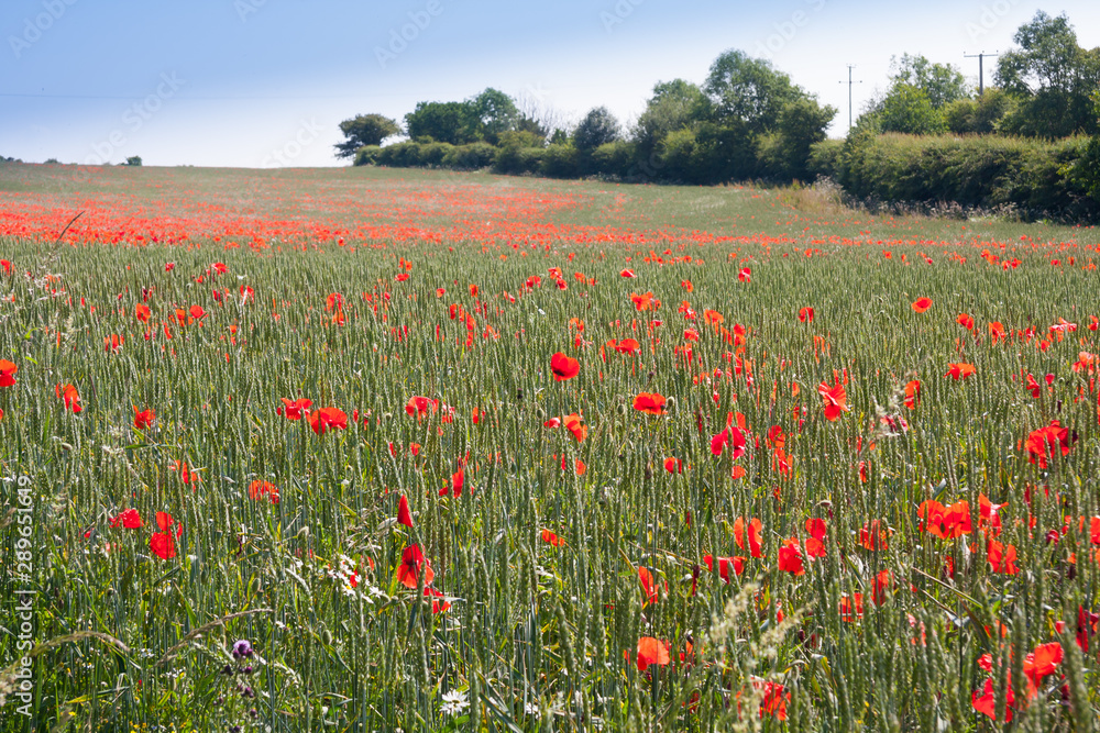 A beautiful poppy field of red poppies