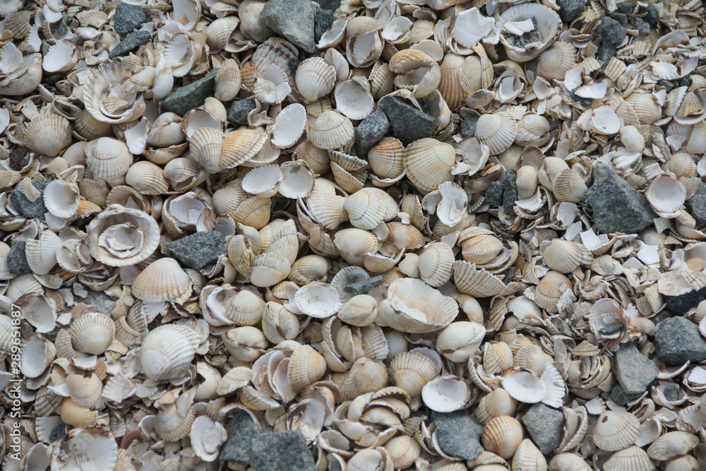 macro image of shells on the beach