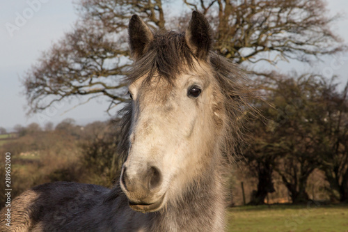 Head shot of a beautiful grey horse on a winters day.
