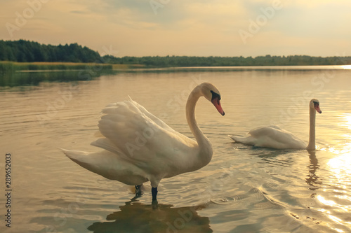 swan on blue lake water in sunny day  swans on pond  nature series