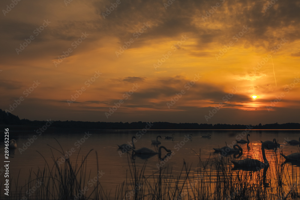 Dramatic evening silhouette shot of the ducks and swans. Nature and sunset holiday concept.