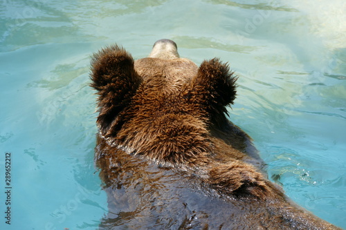 Orso bruno europeo photo