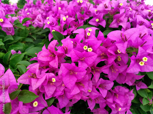 Blooming bougainvillea flowers background. Bright pink magenta bougainvillea flowers as a floral background. Bougainvillea flowers texture and background. Close-up view Bougainvillea tree with flowers