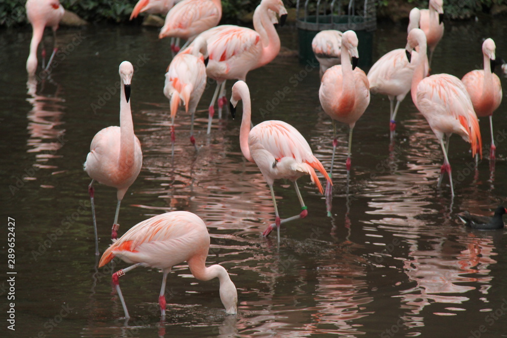 A Collection of Pink Flamigo Birds Standing in Water.
