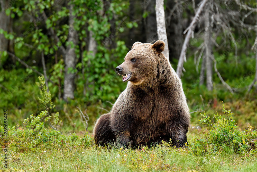 A grumpy looking Brown bear in the night. A grumpy looking Brown bear in the night.