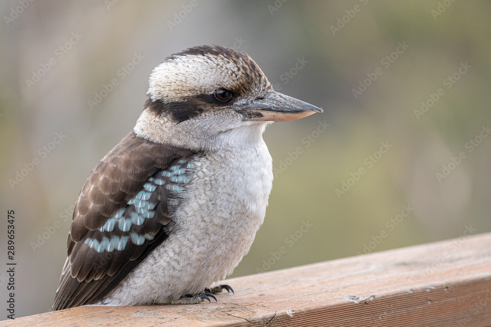 Fototapeta premium Kookaburra on verandah, close up