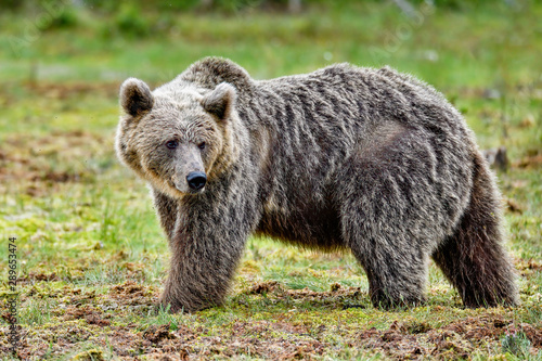 Wallpaper Mural Brown bear is very keen to know what's happening behind his back. Torontodigital.ca