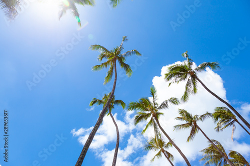 【ハワイ】ヤシの木と太陽