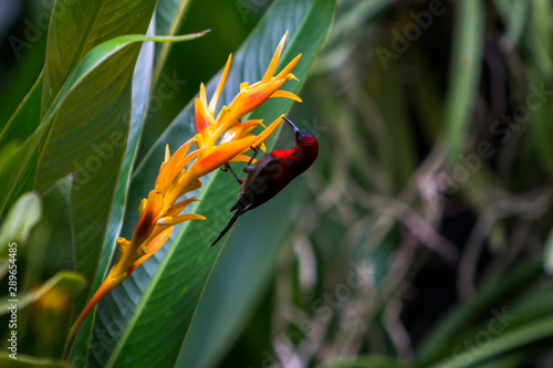 Crimson sunbird, botanical gardens, singapore