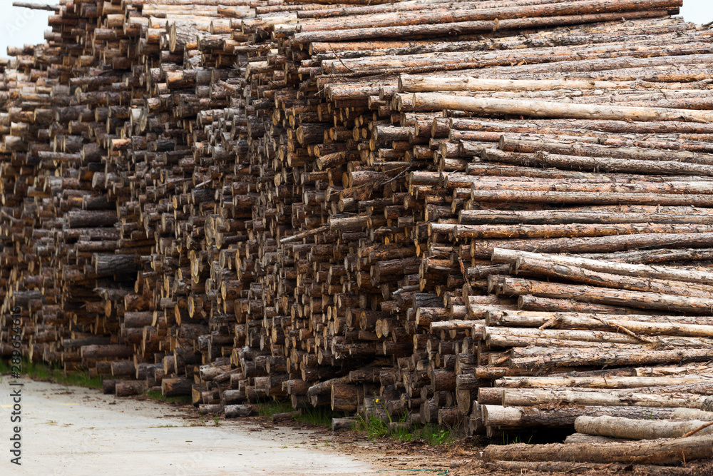 wood saw cuts in a pile of logs, view of harvested logs wood saw cuts in a pile of logs, view of harvested logs