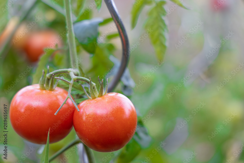 Tomaten am Strauch im Garten vor der Ernte